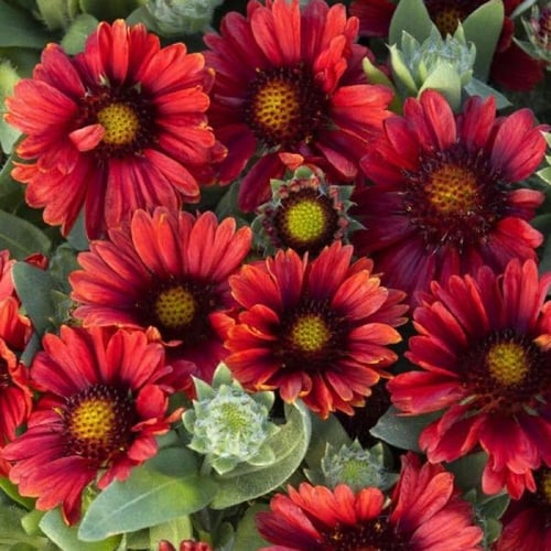 بذور العنبر الكشميري الأحمر - جيلارديا أريستاتا (...