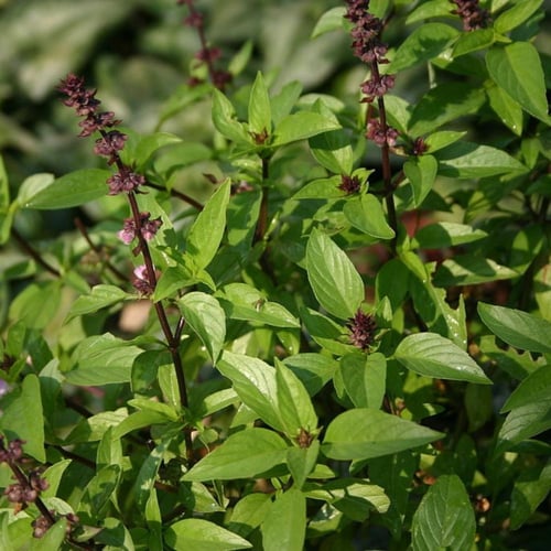 بذور الريحان التايلندي ( Ocimum basilicum var. thy...