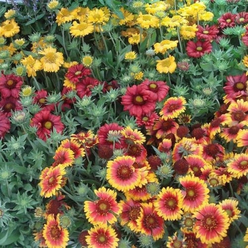 بذور العنبر الكشميري - جيلارديا أريستاتا ( gaillar...