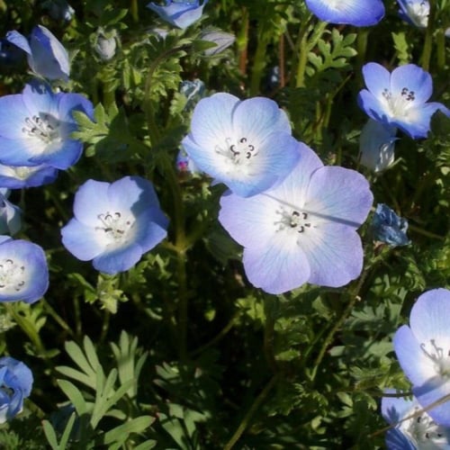 بذور زهرة عيون الطفل الزرقاء ( Nemophila menziesii...