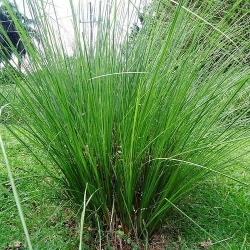 بذور عشبة الليمون العطرية ( Cymbopogon citratus )