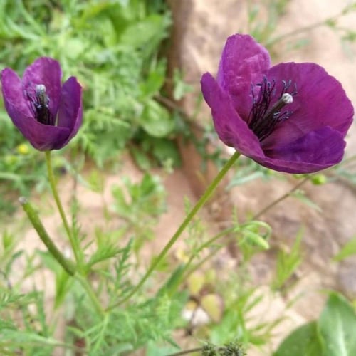 بذور البختري ( Roemeria )