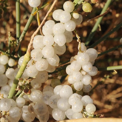 بذور القرضي ( Ochradenus baccatus )