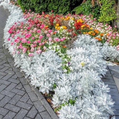 بذور الشيخة الفضية ( Jacobaea maritima )