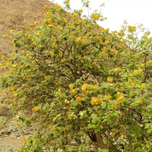 بذور شجرة الرنف النادرة - العضب ( Delonix elata )