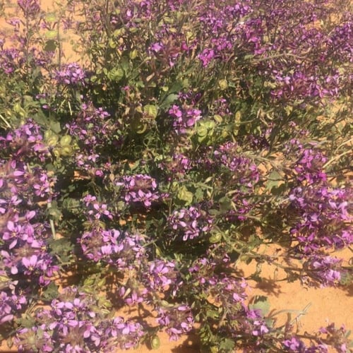 بذور زهور الخزامى البرية ( Horwoodia dicksoniae )