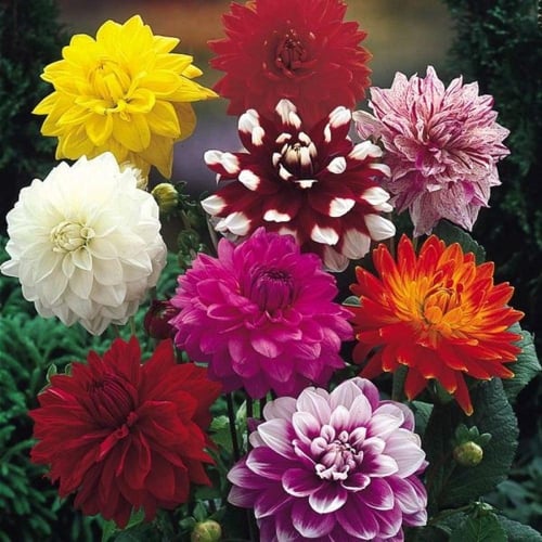 ‫بذور زهرة داليا ( Dahlia decorative )