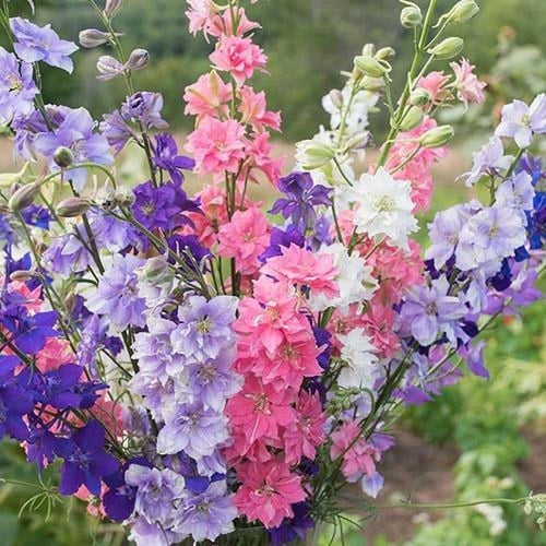 بذور زهور العايق - دلفنيوم ( Delphinium consolida...