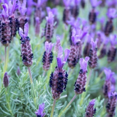 بذور اللافندر الفرنسي ( Lavandula stoechas )