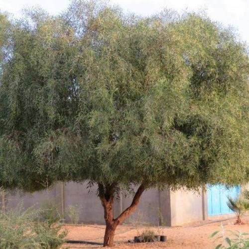 ‫بذور شجرة السنط الملحي‬ ( Acacia ampliceps )