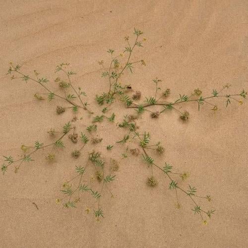 بذور عشبة ام حلق - حدوة الفرس ( Hippocrepis areola...