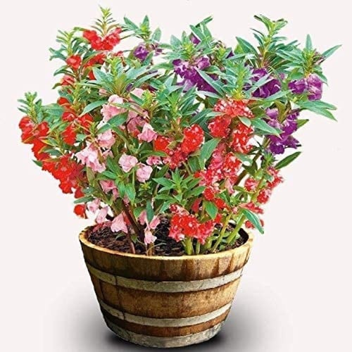 ‫بذور زهرة بلسمينا ( Impatiens balsamina )