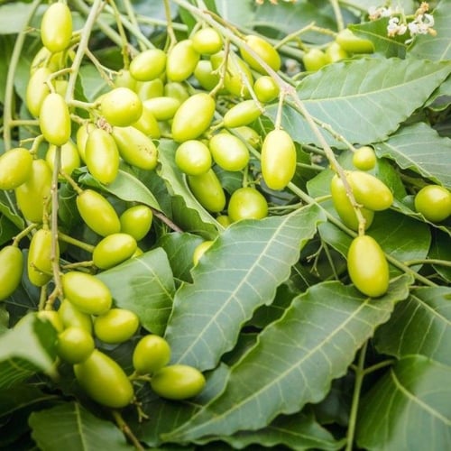 بذور النيم ( Azadirachta indica )