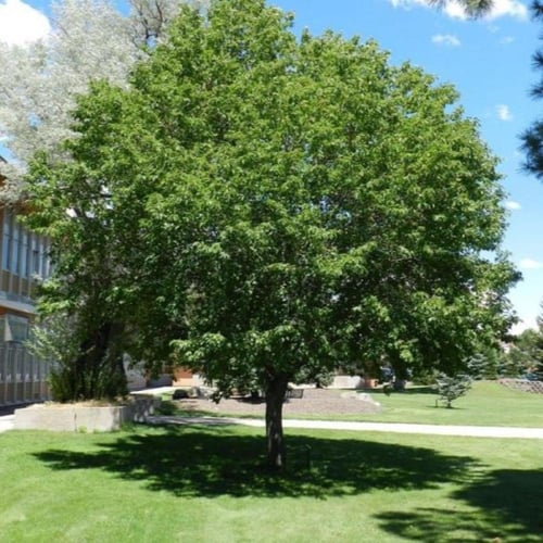 بذور شجرة الكرز الاسود ( Prunus serotina )