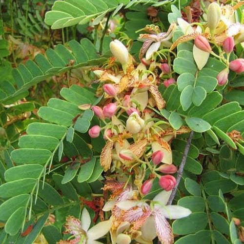 بذور شجرة التمر‬ الهندي ‬ ‫( Tamarindus indica )