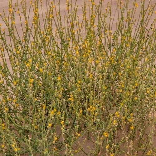 بذور شجيرة العلقى ( Dipterygium glaucum )