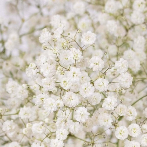 بذور زهرة جيبسوفيلا ايليجانس ( gypsophila Elegans...