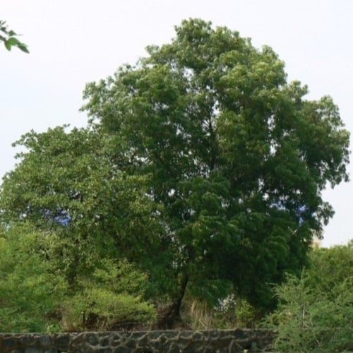 بذور شجرة طلح - أكاسيا اوريكوليفورميس‬ ( Acacia Au...