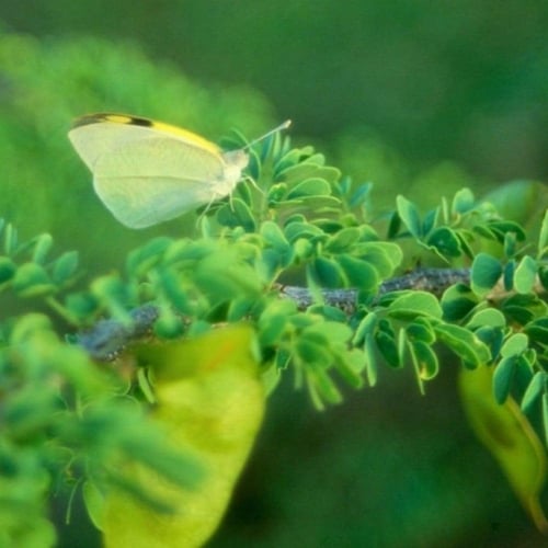 بذور شجرة الطلح العسلي - الضبة ( Acacia mellifera...