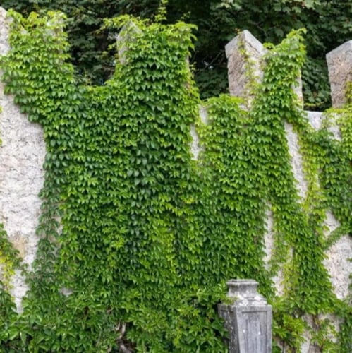 بذور متسلقة فرجينيا - الخميسة ( Parthenocissus qui...