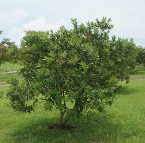 بذور الجوافة الحمراء ( Psidium guajava L )