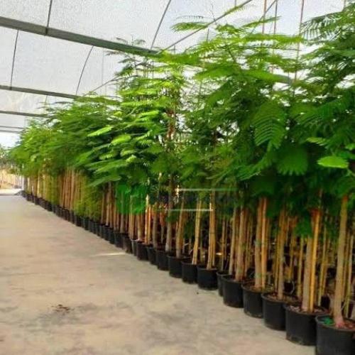 ‫بذور شجرة البونسيانا‬ الحمراء ( Delonix regia )