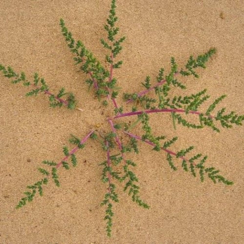 بذور شجيرة الروثة الرعوية ( Salsola vermiculata )