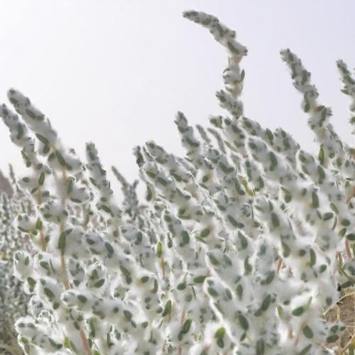 بذور شجيرة القطينة ( Bassia eriophora )