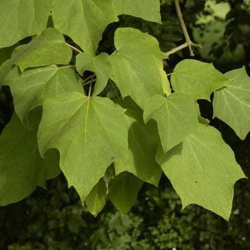 بذور شجرة الكاتالبا الصفراء ( Catalpa ovata )
