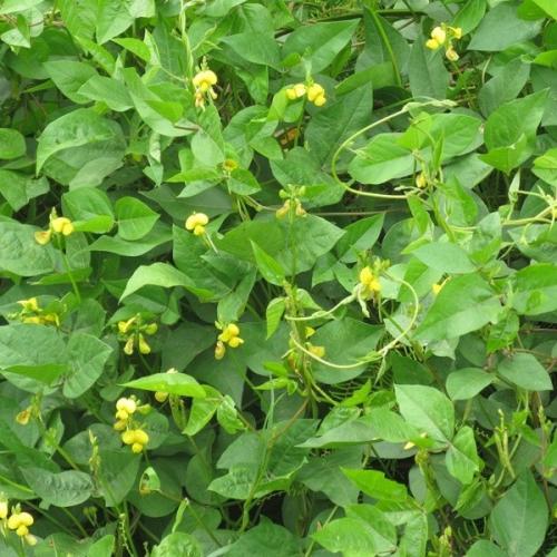 بذور لوبيا مداد ( Vigna )