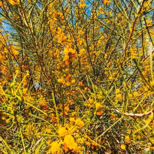 ‫بذور الطلح الاسترالي - سنط سكلوسبرما‬ ( Acacia sc...