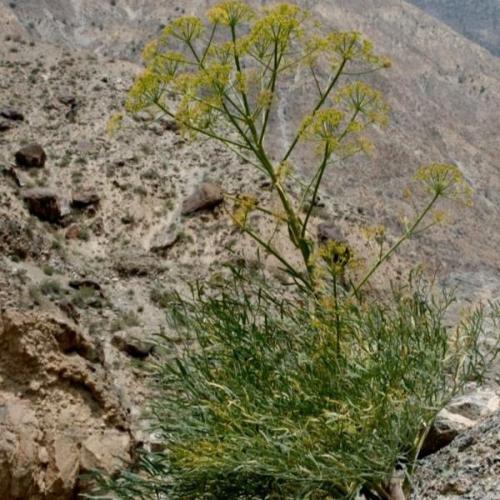 بذور الحزاء ( Ducrosia anethifolia )