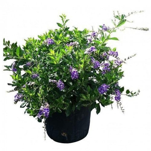 بذور شجيرة دورانتا ( duranta erecta )