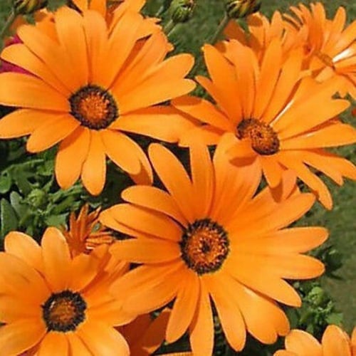 بذور الاقحوان الافريقي ( Dimorphotheca app )