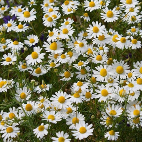 بذور زهرة البابونج ( Matricaria chamomilla )