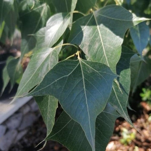 بذور شجرة استركوليا مخمسة ( Brachychiton populneus...