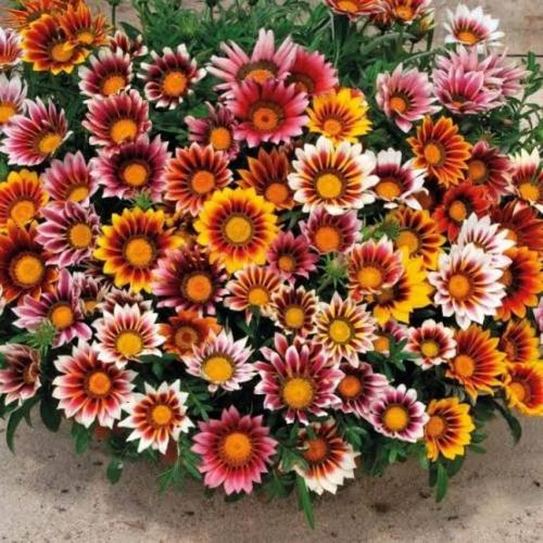 بذور زهرة الجازانيا ( Gazania )