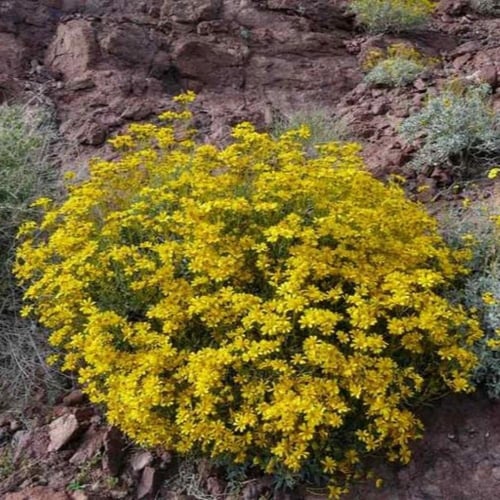 بذور شجيرة انسيليا العطرية ( Encelia farinosa )