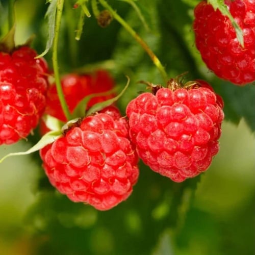 بذور شجيرة توت العليق الأحمر ( Rubus idaeus )