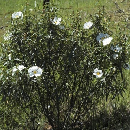 بذور شجيرة القريضة العنبرية ( Cistus Ladanifer )