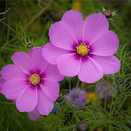 بذور زهرة الكوزموس الياباني - ساكورا الخريف ( Cosm...