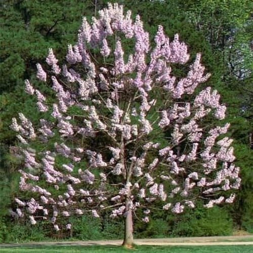 بذور شجرة باولونيا الاميرة ( Paulownia tomentosa )
