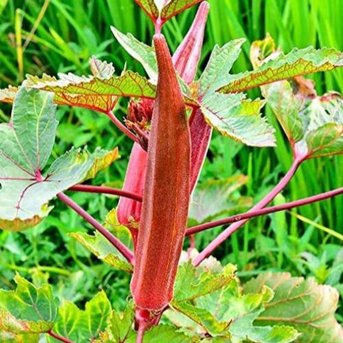 بذور البامية الحمراء ( Abelmoschus esculentus )