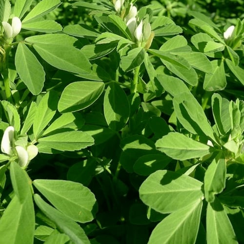 بذور عشبة الحلبة الصفراء ( Trigonella foenum-graec...