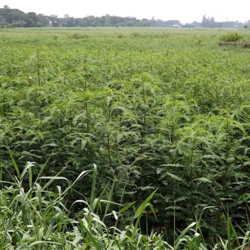 بذور شجيرة السيسبان الاصفر ( Sesbania sesban )