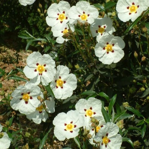 بذور شجيرة القريضة العنبرية ( Cistus Ladanifer )
