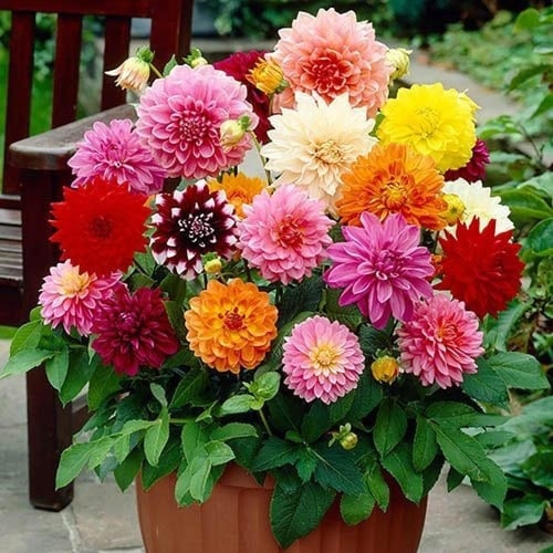 ‫بذور زهرة داليا ( Dahlia decorative )