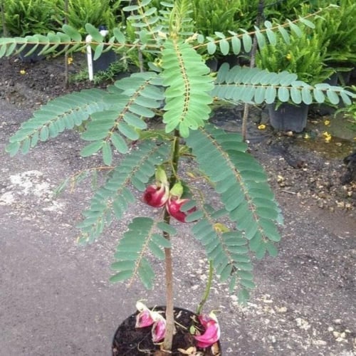 بذور شجرة السيسبان الاحمر ( Sesbania grandiflora )