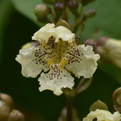 بذور شجرة الكاتالبا الصفراء ( Catalpa ovata )