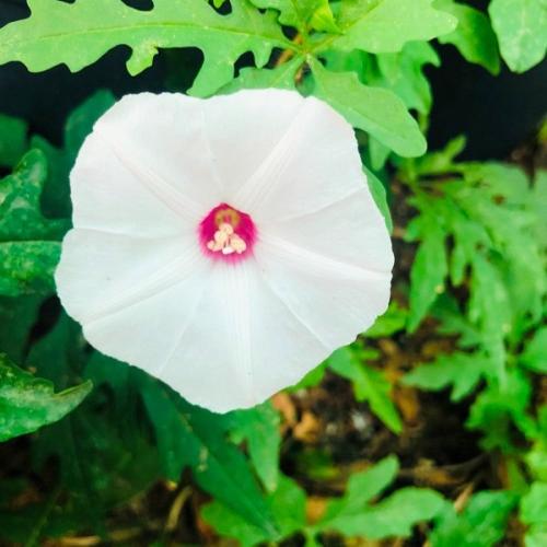 بذور ست الحسن البيضاء ( Ipomoea cairica )